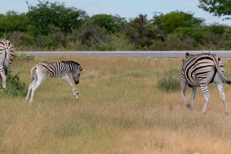 Zebras in the Moremi Game Reserve (Okavango River Delta), National Park, Botswanaの写真素材