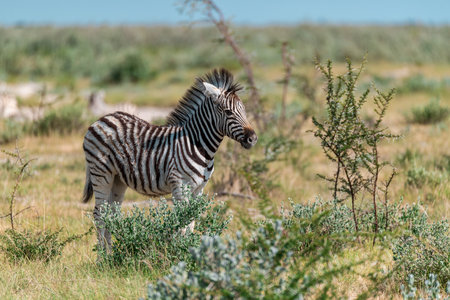 Plains zebra in the Moremi Game Reserve (Okavango River Delta), National Park, Botswanaの写真素材