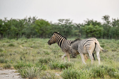 Zebra in the Okavango Deltaの写真素材