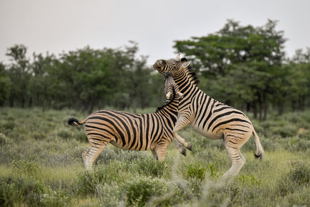 Plains zebra in the Okavango Delta (Okavango Grassland), National Park, Botswanaの写真素材