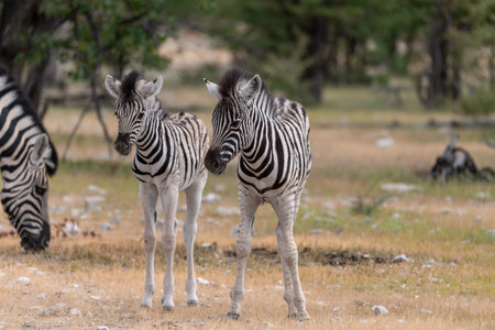 Zebras in the Okavango Delta - Moremi National Park in Botswanaの写真素材