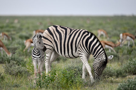 Plains zebra, Equus quagga, single mammal in grass, South Africaの写真素材