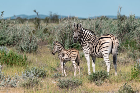 Zebra family in the Etosha National Park, Namibiaの写真素材