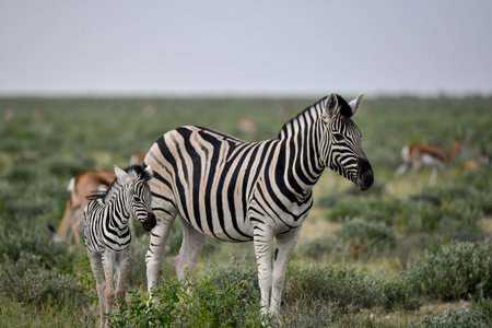 Plains zebra, Equus quagga, single mammal in grass, South Africaの写真素材