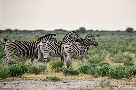 Zebras in the Etosha National Park, Namibiaの写真素材