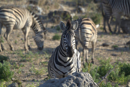 Plains zebra (Equus quagga) in Etosha National Park, Namibiaの写真素材