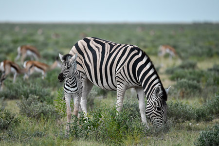 Plains zebra in Etosha National Park, Namibiaの写真素材