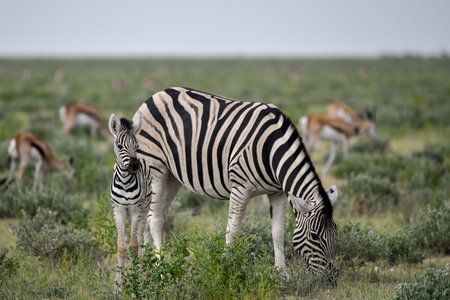 Zebras in the Etosha National Park, Namibiaの写真素材