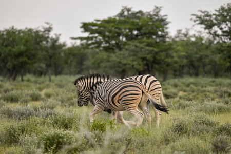 Burchell's Zebra, Equus quagga burchellii