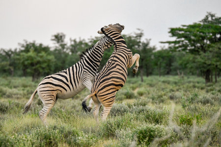 Plains zebra in the Moremi Game Reserve (Okavango River Delta), National Park, Botswanaの写真素材
