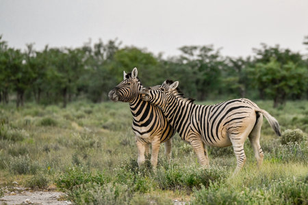 Two zebras in Chobe National Park, Botswana, Africaの写真素材