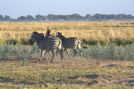 Zebras in Chobe National Park, Botswana, Africaの写真素材