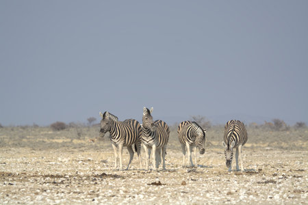 Zebras in Etosha National Park, Namibia, Africaの写真素材