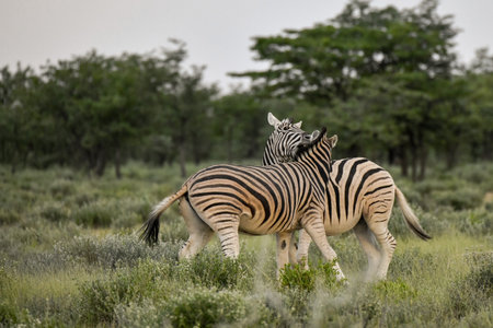 Plains zebra, Equus quagga, mammal in grass, South Africaの写真素材