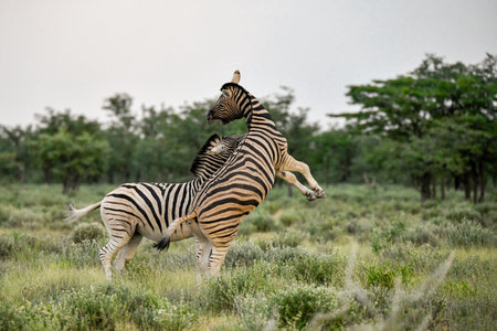 Burchell's Zebra, Equus quagga burchelliの写真素材