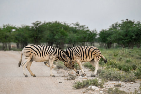 Zebras in Chobe National Park, Botswana, Africaの写真素材