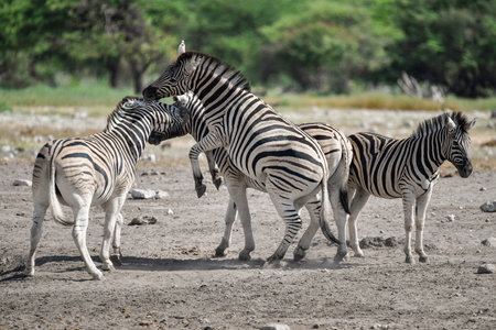Zebras in Chobe National Park, Botswana, Africaの写真素材