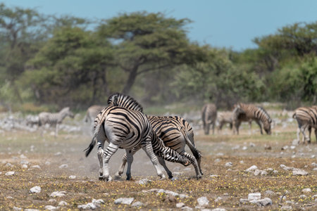 Burchell's Zebra (Equus quagga burchelli) in Etosha National Park, Namibiaの写真素材