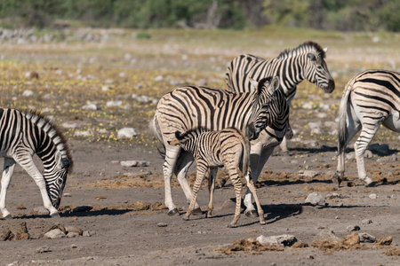 Burchell's zebras in Etosha National Park, Namibiaの写真素材