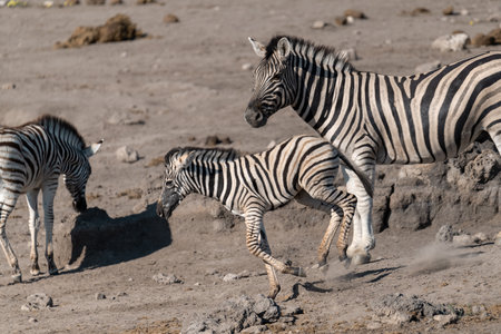 Zebras in Etosha National Park, Namibia, Africaの写真素材