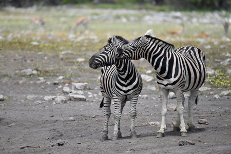 Zebras in the Etosha National Park, Namibiaの写真素材