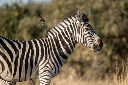 Zebra in the Okavango Delta - Moremi National Park in Botswanaの写真素材