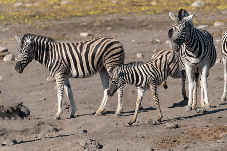 Zebras in the Etosha National Park in Namibiaの写真素材