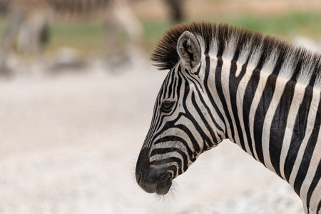 Zebra in Chobe National Park, Botswana, Africa.の写真素材