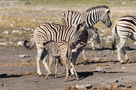 Zebras in the Etosha National Park, Namibiaの写真素材