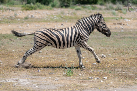 Zebra in the Moremi Game Reserve (Okavango River Delta), National Park, Botswanaの写真素材