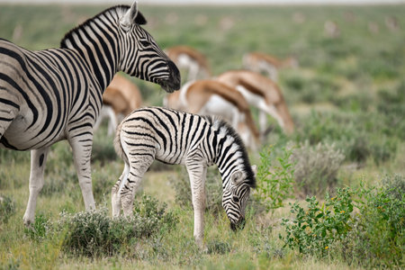 Zebras in the Etosha National Park, Namibiaの写真素材