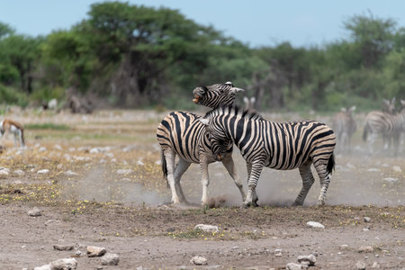 Plains zebra (Equus quagga burchelli) in Etosha National Park, Namibiaの写真素材