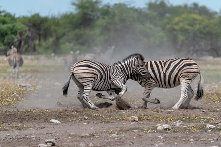 Burchell's Zebra - Equus quagga burchelliの写真素材