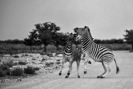 Two zebras walking on the road in black and white.の写真素材
