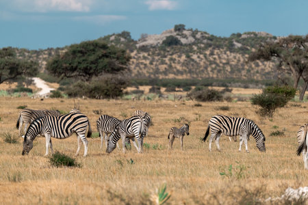 Herd of zebras in Serengeti National Park, Tanzaniaの写真素材