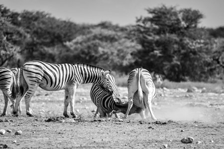 Zebras in the Etosha National Park, Namibiaの写真素材
