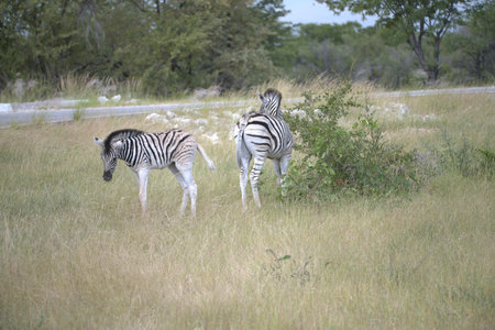 Zebra in the Okavango Delta - Moremi National Park in Botswanaの写真素材