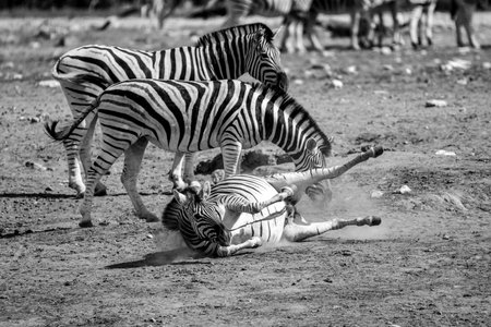 Burchells zebras (Equus quagga burchelli)の写真素材