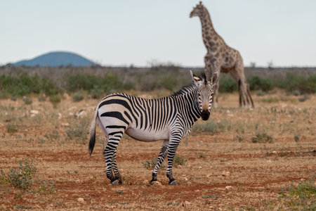 Zebra and Giraffe in the Okavango Deltaの写真素材
