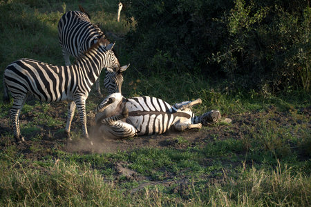 Zebras in Chobe National Park, Botswana, Africaの写真素材