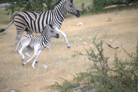 Zebras in the Okavango Delta - Moremi National Park in Botswanaの写真素材