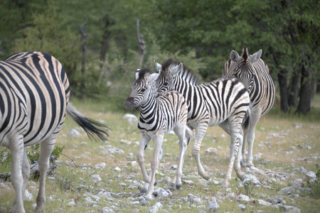 Zebras in the Okavango Delta - Moremi National Park in Botswanaの写真素材