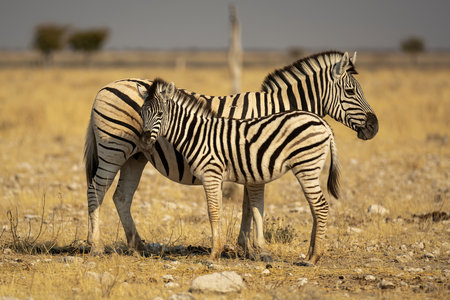 Zebra mother and baby in Etosha National Park, Namibiaの写真素材