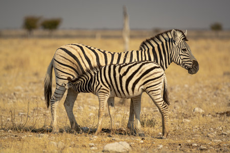 Two zebras in Etosha National Park, Namibiaの写真素材