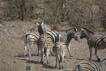 Zebras in the Etosha National Park, Namibiaの写真素材