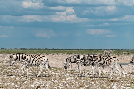 Zebras in the Etosha National Park, Namibiaの写真素材