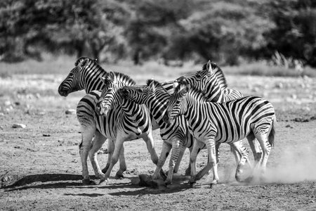 Zebras in the Chobe National Park, Botswana.の写真素材