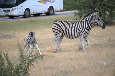 Zebra in the Okavango Delta - Moremi National Park in Botswanaの写真素材