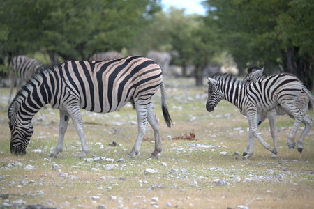 Zebras in the Etosha National Park, Namibiaの写真素材