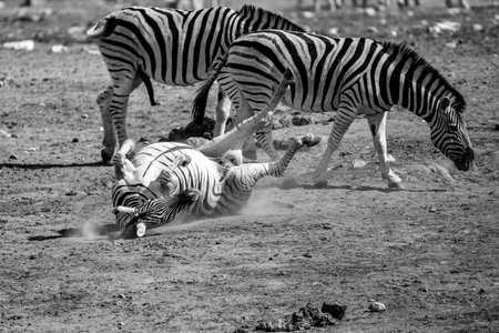 Wild zebras fighting in the Etosha National Park, Namibiaの写真素材